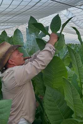 Te gusta el tabaco cubano 💨💨#cuba #tabaco #tabaconatural #fincas (1) (1)